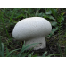 Мицелий Головача круглого / Дождевик заячий (Calvatia utriformis)